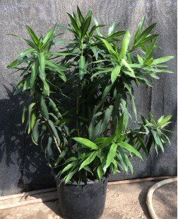 نبتة درسينا جاميكا - 1 متر - 8 كجم 